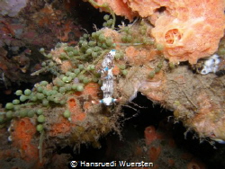 Nudibranch - Nembrotha lineolata by Hansruedi Wuersten 